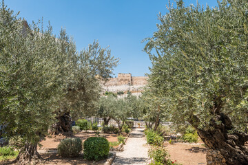 Fototapeta na wymiar Olive trees in the Garden of Gethsemane, an urban garden at the foot of the Mount of Olives in Jerusalem, where Jesus prayed and his disciples slept the night before his crucifixion