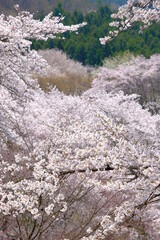 群馬県藤岡市の満開の桜に溢れる桜山公園