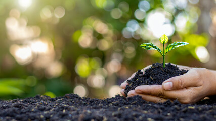 Close-up of a human hand holding a seedling including planting seedlings, Earth Day concept, global warming reduction campaign and managing ecological balance. - obrazy, fototapety, plakaty