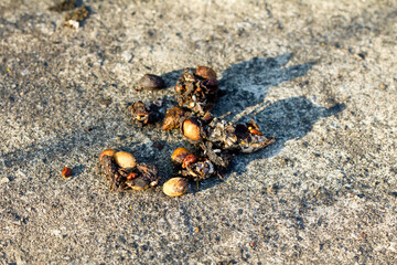 Top view of red fox excrement on the ground