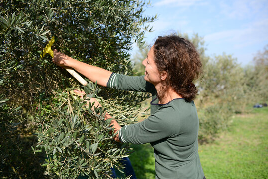 attractive young woman harvesting olives in agriculture field with a hand picking small rake and a net - Powered by Adobe