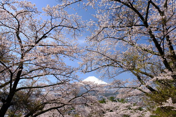 サクラに囲まれた青空に映える富士山
