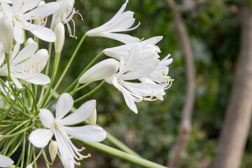 White flowering Agapanthus in a garden in Goettingen , Germany