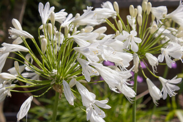 White flowering Agapanthus in a garden in Goettingen , Germany