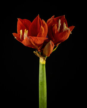 Amaryllis on black background