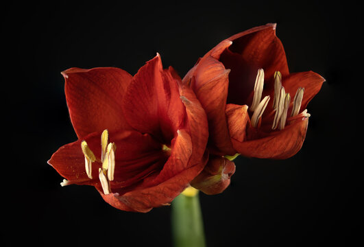 Red Amaryllis close up on black background