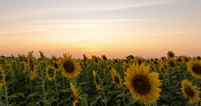 Time lapse Evening sunset to dusk sky oer the Sunflowers garden. Zoom out and crane shot effect. 