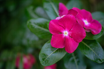 pink flower blossoming 