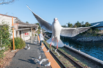 浜名湖の白いユリカモメの羽ばたき（正面から）
