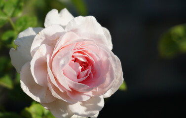 Close up of a beautiful blossom pink Japanese rose "mon Coeur" on a blurred background.        