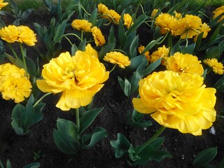 Composition of yellow tulips in the garden.