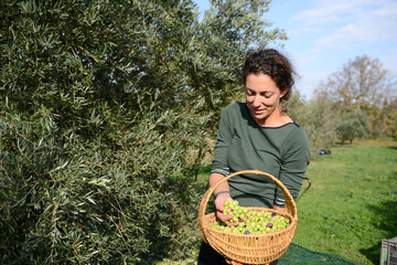 attractive young woman harvesting olives in agriculture field with a hand picking small rake and a net