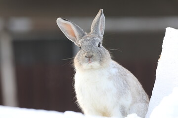 portrait of a white rabbit in winter