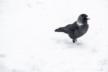 Jackdaw walk on the snow