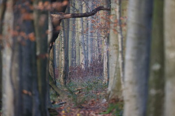 A view of the depths of the forest