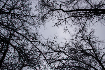 A tree branches on the grey sky with a snow. Looking up to grey sky through tree branches. Beautiful black branches in front of grey sky. Naked trees against gray sky.