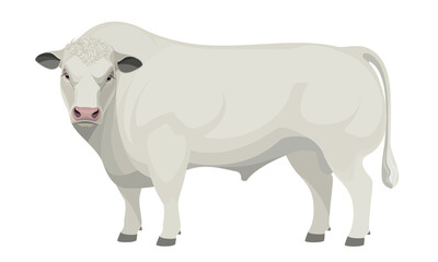 Farm animal - Bull. Belgian Blue - The Best Beef Cattle Breeds. Vector Illustration.