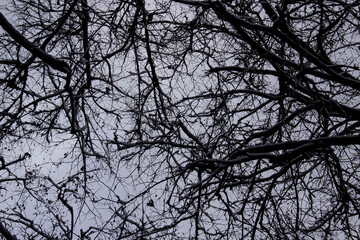 A tree branches on the grey sky with a snow. Looking up to grey sky through tree branches. Beautiful black branches in front of grey sky. Naked trees against gray sky.
