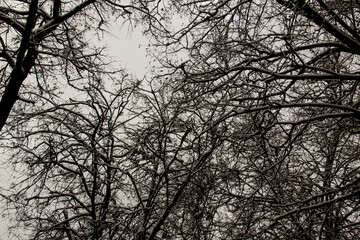 A tree branches on the grey sky with a snow. Looking up to grey sky through tree branches. Beautiful black branches in front of grey sky. Naked trees against gray sky.