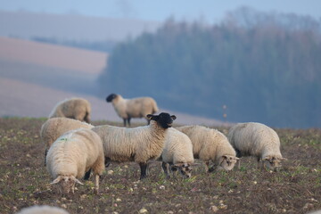 Sheep in the field