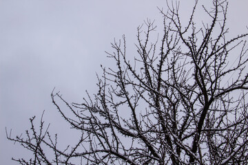 A tree branches on the grey sky with a snow. Looking up to grey sky through tree branches. Beautiful black branches in front of grey sky. Naked trees against gray sky.