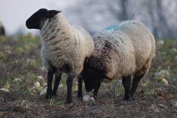 Sheep in the field