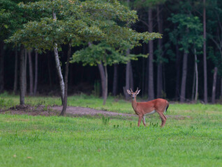 Solitary whitetail buck on a grassy field near Raeford North Carolina