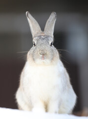 portrait of a white rabbit in winter