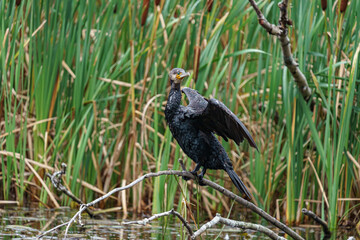 cormorant