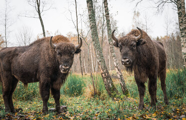 European bison (Bison bonasus). Two bisons Large brown bisons family near forest  on a rainy day. Herd Of European Aurochs Bison, Bison Bonasus. Nature habitat.