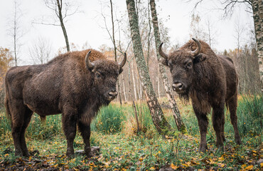 Fototapeta premium European bison (Bison bonasus). Two bisons Large brown bisons family near forest on a rainy day. Herd Of European Aurochs Bison, Bison Bonasus. Nature habitat.