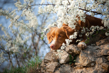 dog on the background of apple trees. Nova Scotia Duck Tolling Retriever rests on a rock. Pet in the spring near the flowers