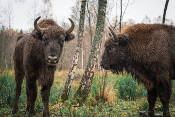 European bison (Bison bonasus). Two bisons Large brown bisons family near forest  on a rainy day. Herd Of European Aurochs Bison, Bison Bonasus. Nature habitat.