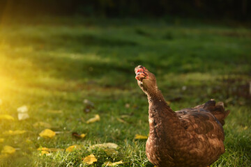  Lovely duck peeks into the frame against a background of green grass