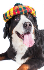 Big happy dog Bernese Mountain Dog in a Scottish beret. Lies, close-up. Isolated on white background