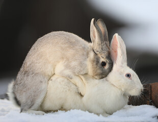 two white rabbits in the snow