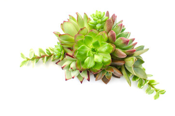 Mix of green and red succulent flowering plant centerpiece arrangement on white background