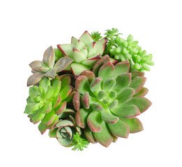 Top view of mix red and green sedum echeveria succulent plants arrangement on white background