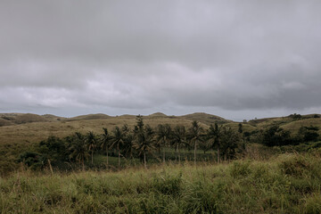 Palmtree Dark Clouds - Climate Change