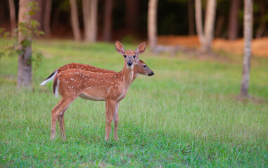 Twin whitetail deer fawns