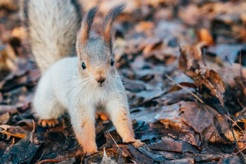 Cute red squirrel play in the autumn park. Furry red squirrels in darker winter coat with ear-tufts and fluffy tails. Autumn fall foliage sunny park scene.  