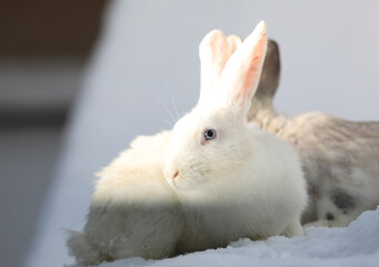 portrait of a white rabbit in winter