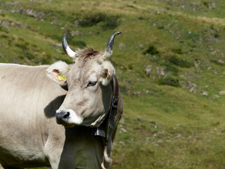 Naklejka na ściany i meble Bull with horns in the Bavarian mountains, Germany