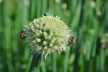 bees collect nectar on a blooming onion Bud in the garden