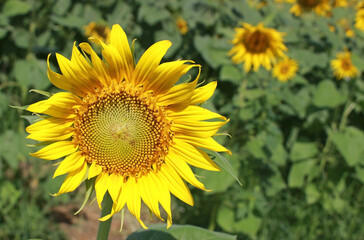 Single bright yellow sunflower in a green field