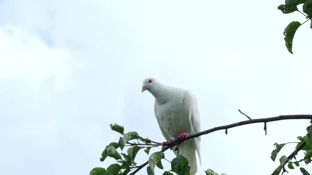 White turtle dove (Streptopelia roseogrisea) sitting on tree branch in 4K VIDEO. Light blue sky background behind the bird.