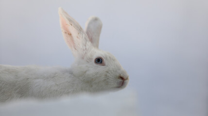 portrait of a white rabbit in winter
