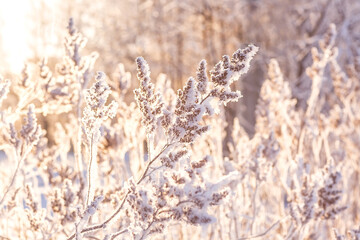 Shrub in frost on the background of the setting winter sun.
