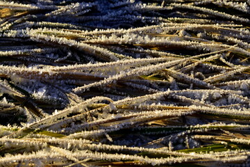 frost covered the dry grass in winter
