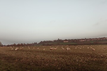 Sheep in the countryside